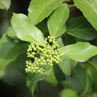 Premna serratifolia L.